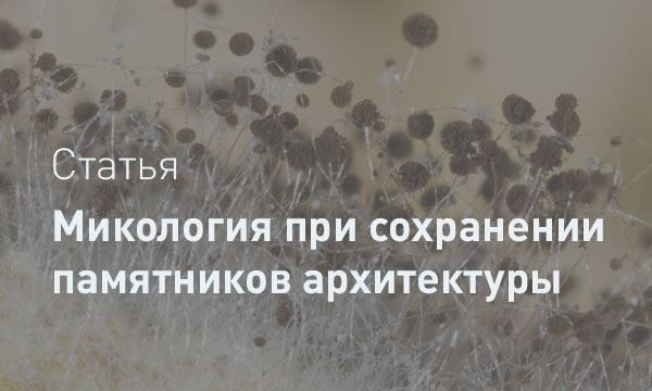 Микроскопический враг культурного наследия: роль микологических исследований в сохранении культурных ценностей